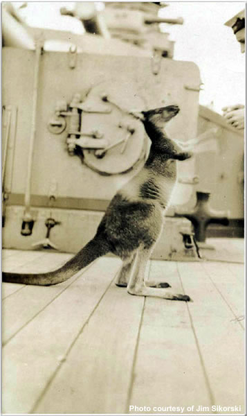 Joey the Wallaby aboard H.M.S. Hood, 1924